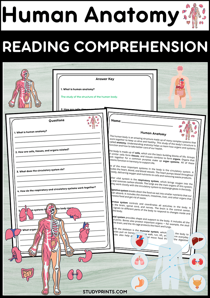 Human Anatomy Reading Comprehension Passage with Questions & Answers product image (1)