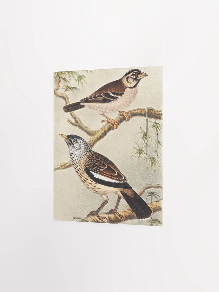 Two Birds - Twee vogels op takken product image (15)