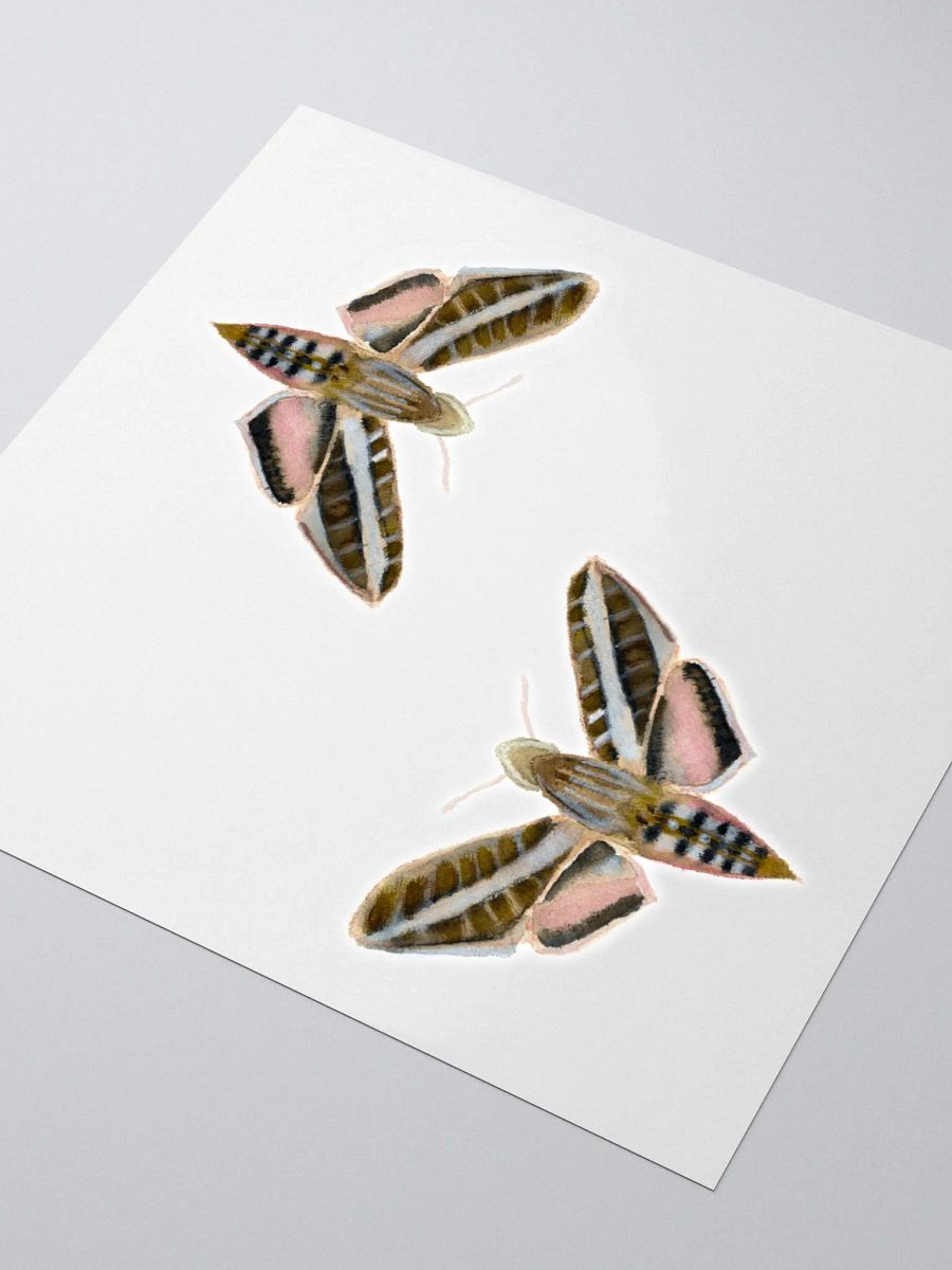 White Lined Sphinx Moth (x2) product image (3)