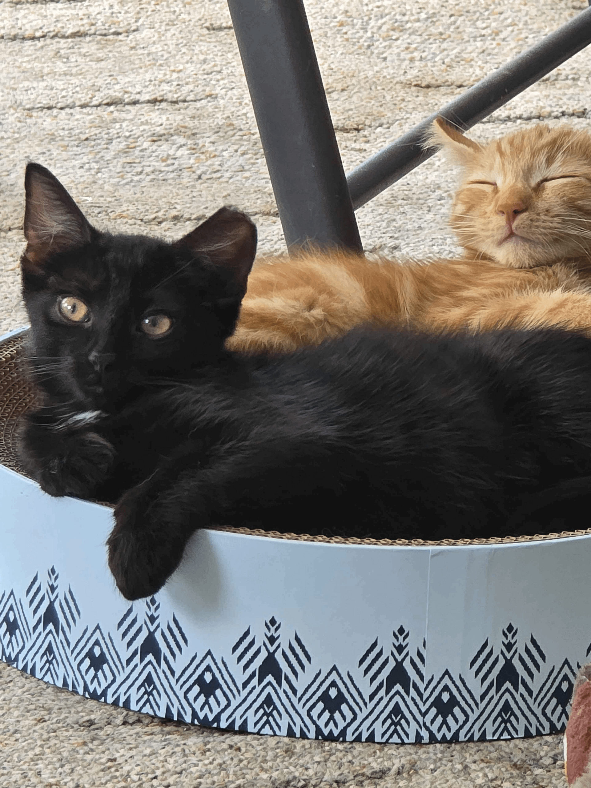 Moon product image (3)