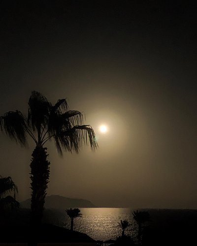 #night #sea #moonlight #palmtrees #moon #egypt