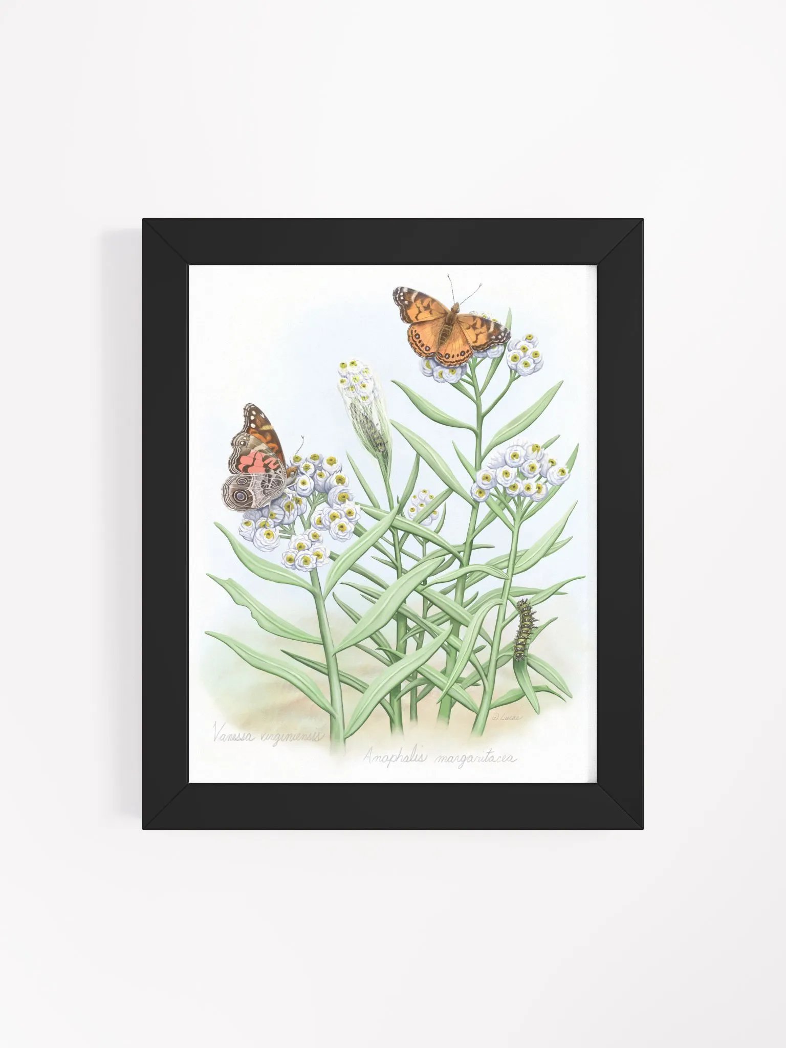 American Lady Butterflies product image (40)
