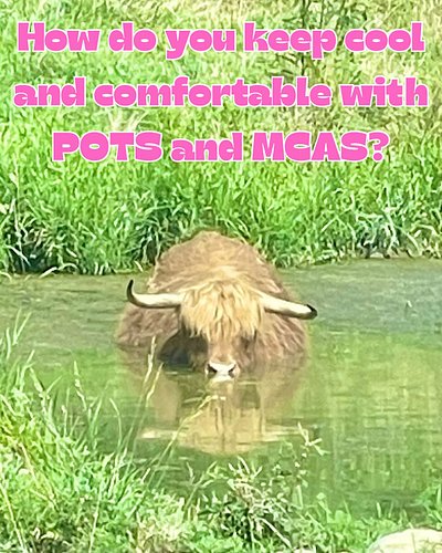 On a trip to my local farmer’s farm market to get fresh, local produce, I spotted this cow who I think had the right idea!

H...