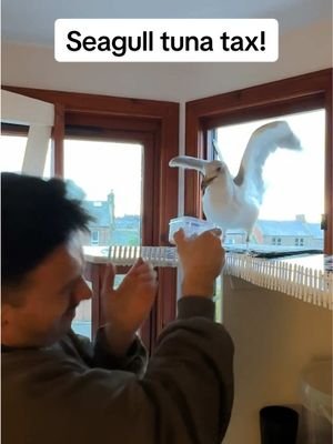 If i dont pay up the consequences are very dangerous…  #fyp #foryou #seagull #feedingsteven #birds