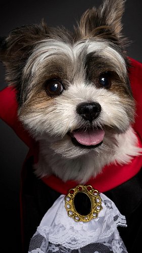 From shy guy to Count Barkula 🦇📸
All it took was patience, snacks, and a little love. Oreo’s ready for his close-up—cape and ...