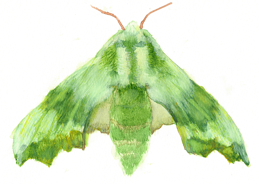 Lime Hawk Moth Sicker (x2) product image (5)