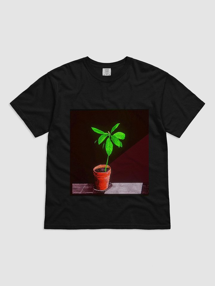 avocado in terracotta pot product image (1)