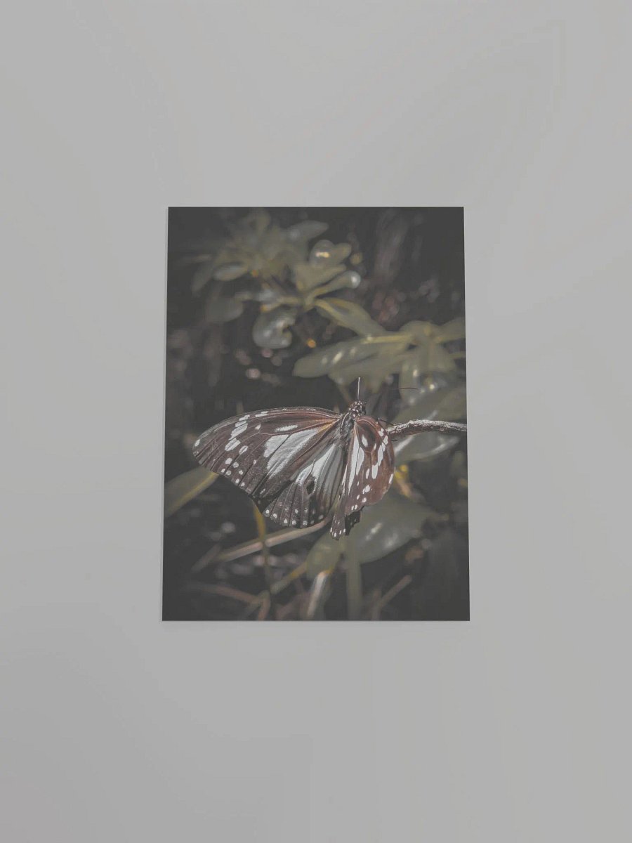 Butterfly product image (23)