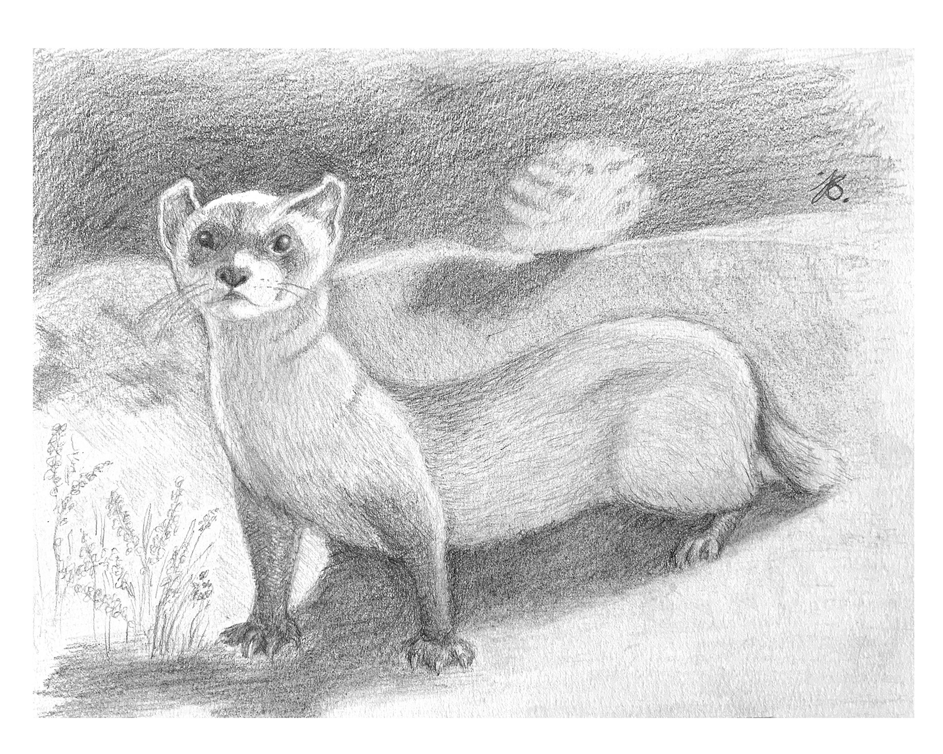 Black-footed Ferret — Matte Poster product image (7)