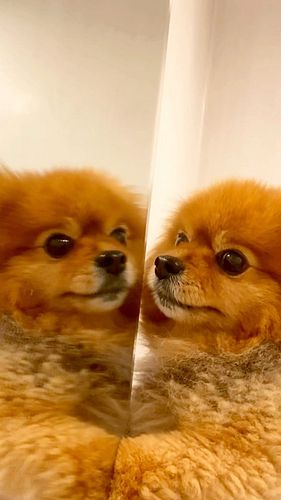 Dog in the mirror #dog #pomeranian #mirror #magic