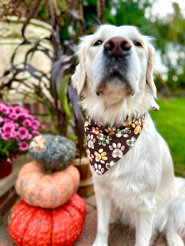 Reversible Paw Prints & Pumpkins Bandana product image (1)