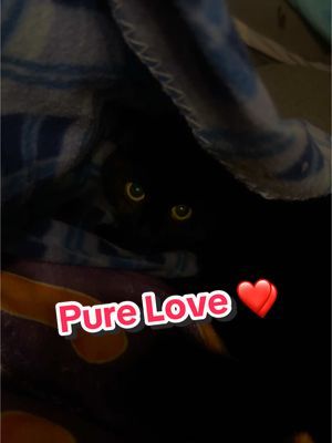 Since coming back from Christmas holidays, this little guy has been full of snuggles 😻 #blackcat #blackcatsoftiktok #catlove 