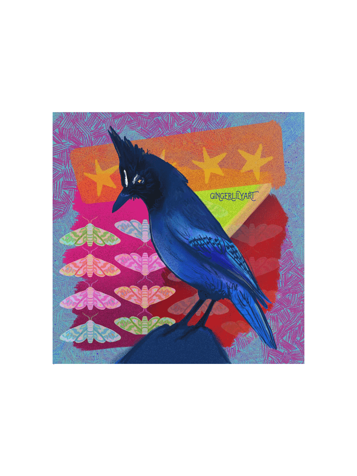 steller's jay print product image (2)