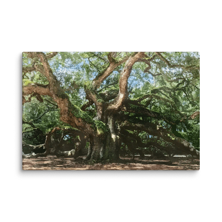 The Angel Oak Canvas Print product image (1)