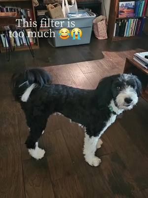 His ears are now a Lord Farquad bowl cut and his tail changes mid turn 🤣🤣 #ai #dogtok #puppy #puppytok #beepsquad #CapCut 