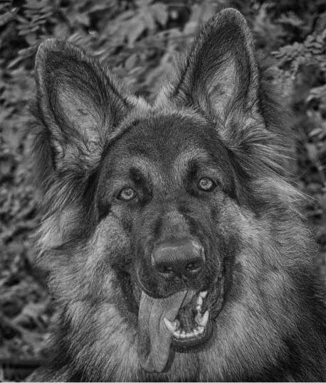 German Shepherd Digital Art product image (1)
