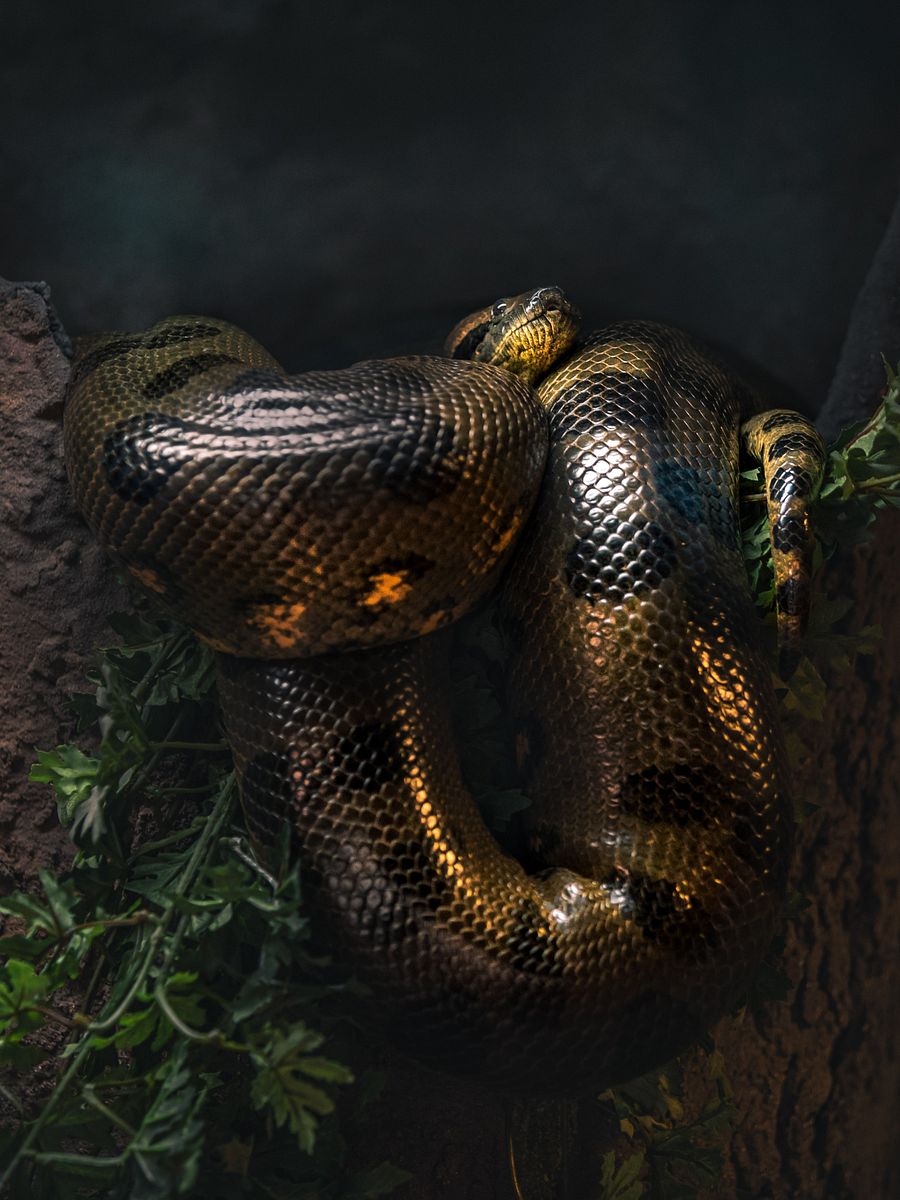 Green Anaconda Perched #2 product image (1)