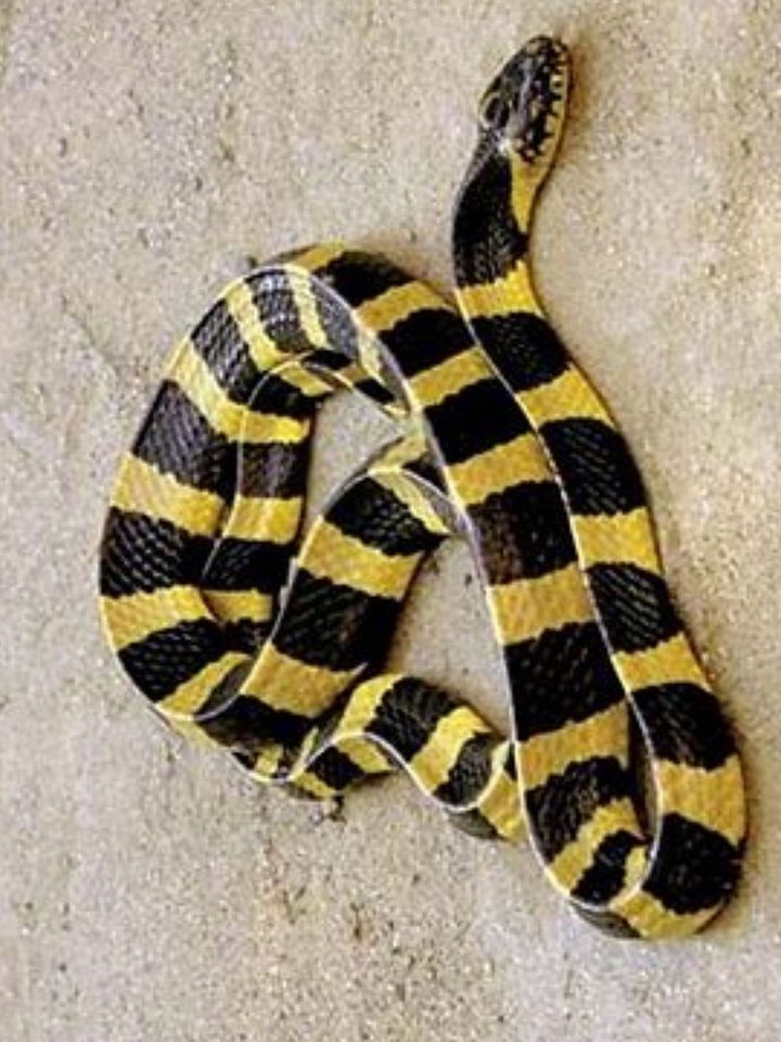 Top 20 of the most venomous Snakes Worldwide product image (2)