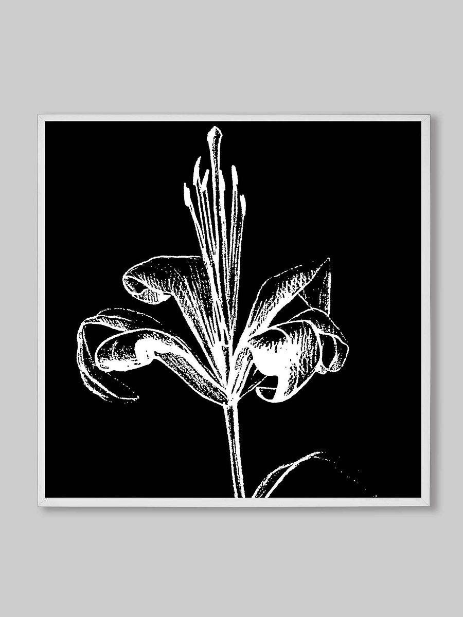 Lily Bloom Canvas Art - Fine Flower Dark product image (9)