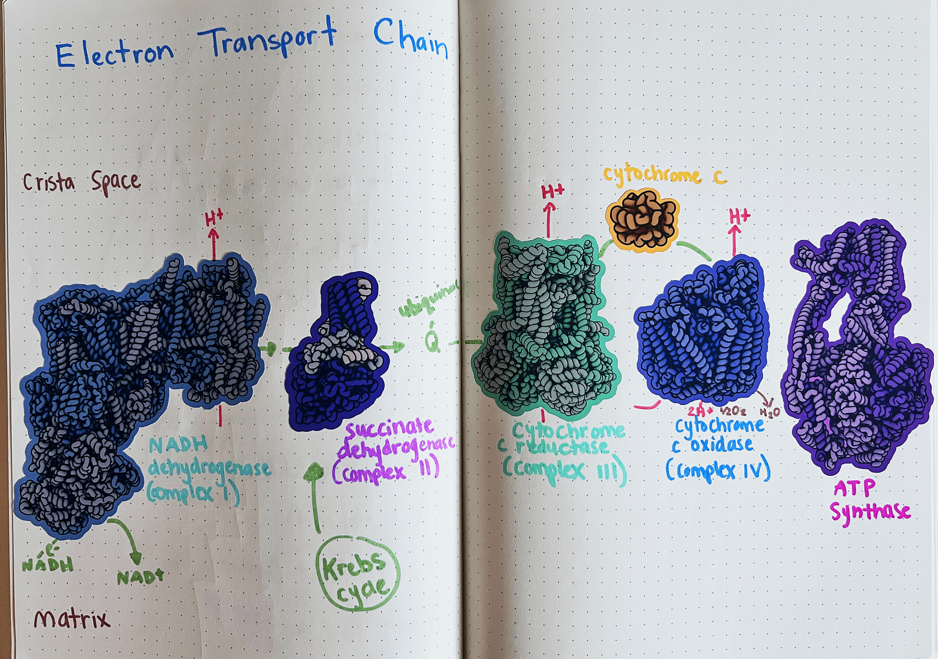 DIY Electron Transport Chain Sticker Pack product image (5)