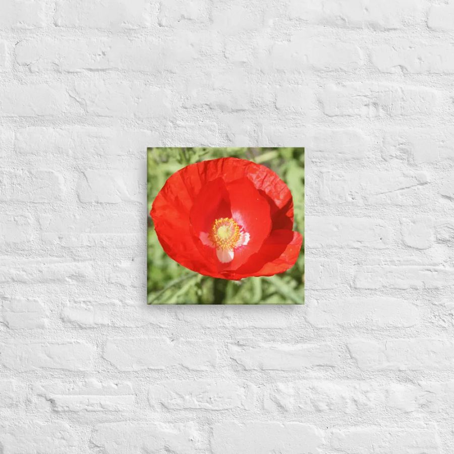 Red Poppy product image (12)