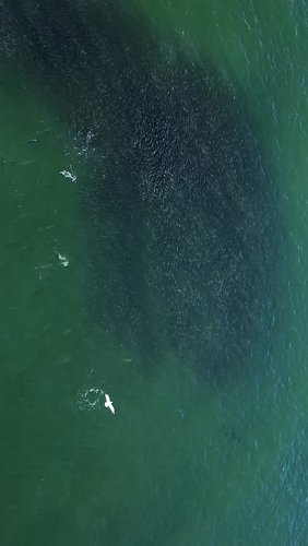 Fall Run views. Striped Bass feeding on bunker.

#fallrun2025 #fallrun #stripedbass #striperfishing #njfishing #newjerseyfish...