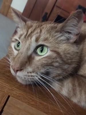 Happy Vern Day #cat #catsoftiktok #tiktokcats #vern #catslovers #catlovers #gingercat #maincooncat #lovecats #tiktokcatsvideos #kick #streamer 
