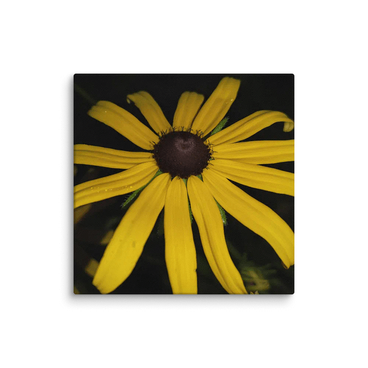 Black-Eyed Susan (Canvas) product image (1)