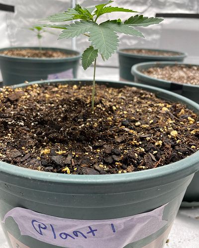 Still think it’s small for its age but still changing every day, still growth. Praying hands tell me she’s happy, right? 🤷🏼‍♂️