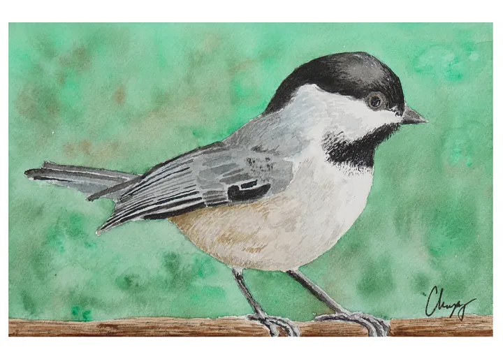 Carolina Chickadee Print product image (1)