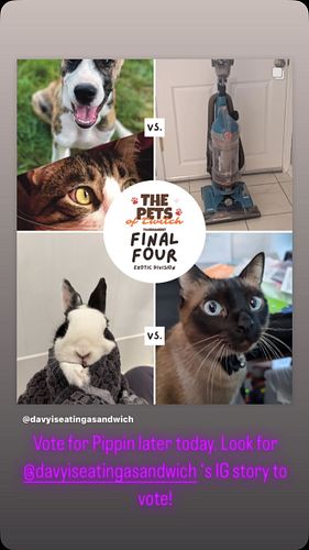 Your scrappiest little bun Pippin & proud alum of @saveabunny made it all the way to the finals of the Pets of Twitch contest...