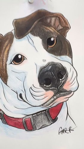 SO THANKFUL for this weekend! It was the single best weekend of my pet caricature business EVER!!! I did all these over the w...