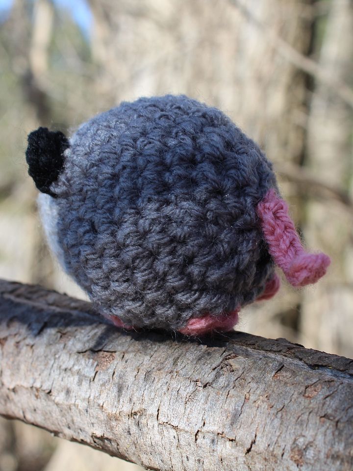Curious Opossum product image (2)