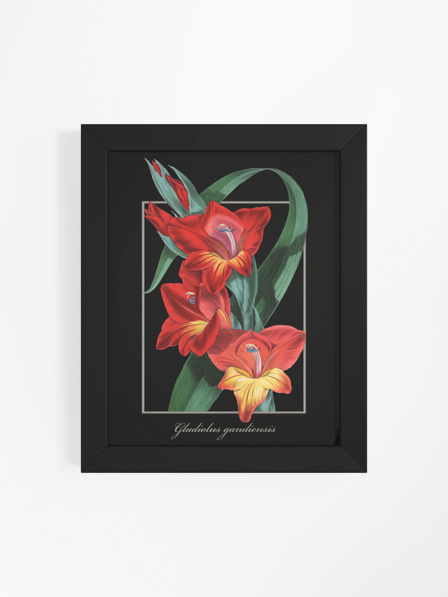 Gladiolus Gandiensis Flower - Framed Matte Poster product image (47)