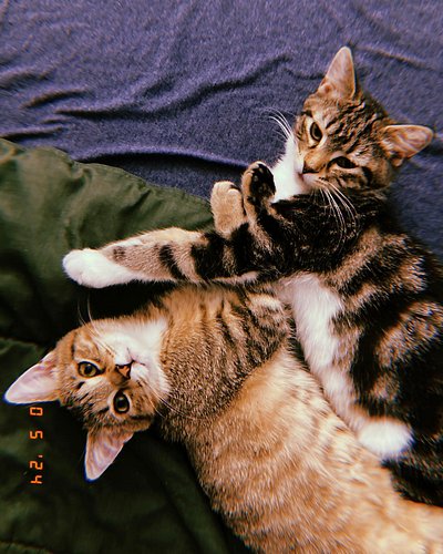 My sweet babies.