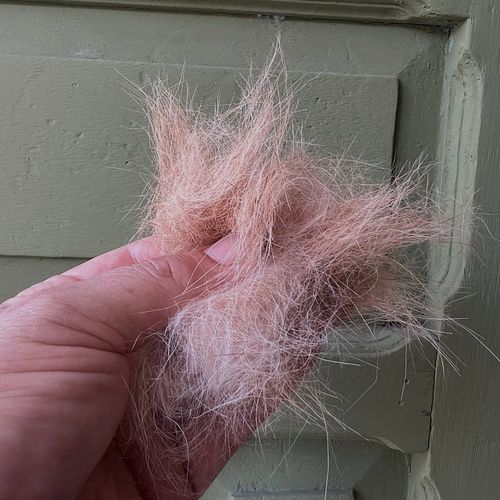 This is but a fraction of the daily hair harvest. 

#multidoghousehold #pets #pethair #itneverends #chicathedoberman