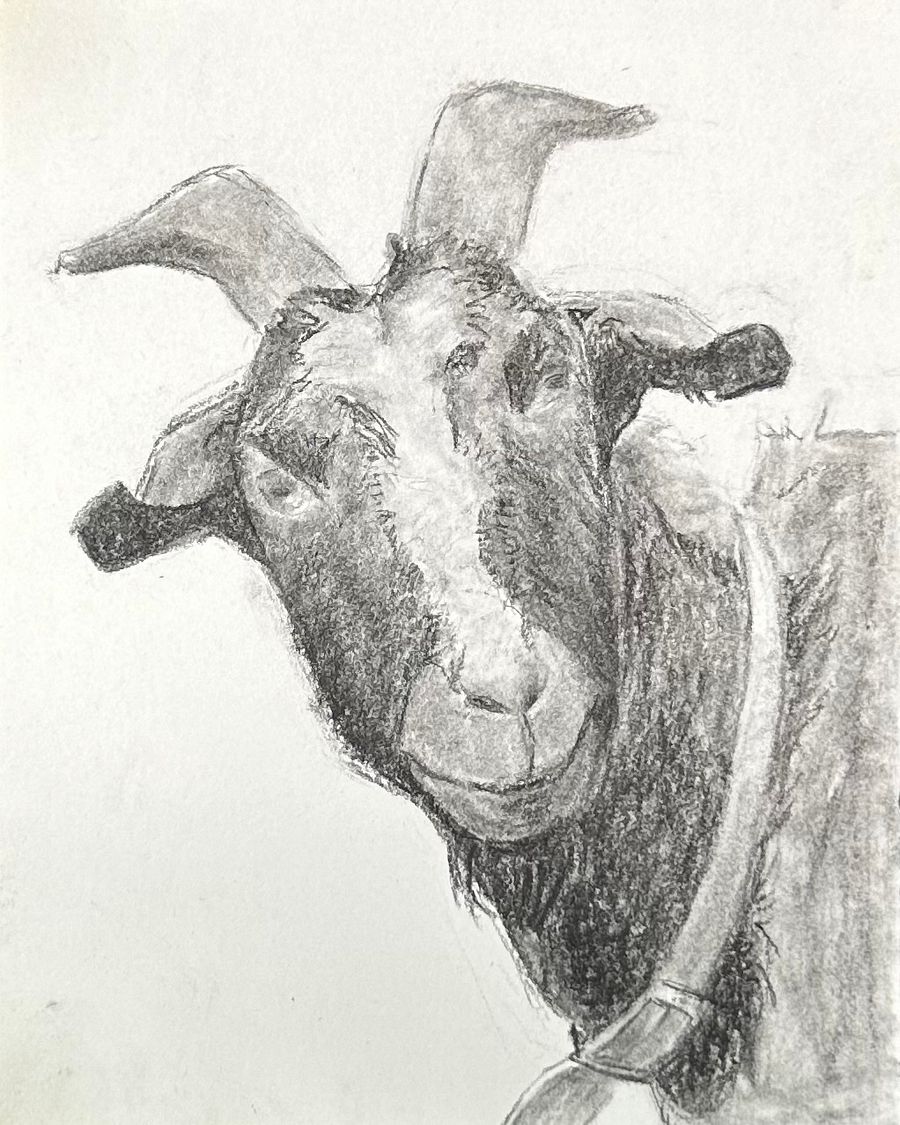Baaa product image (1)