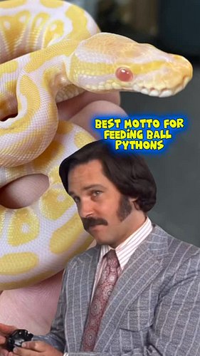 It actually makes perfect sense…
.
.
.
#pets #reptiles #reels #animals #shorts #ballpythons