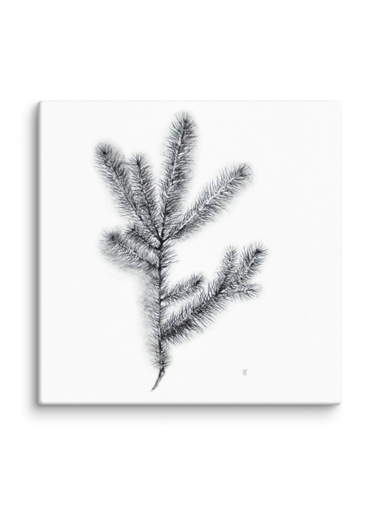 Nature's Embrace Canvas Print - Spruce Branch product image (2)