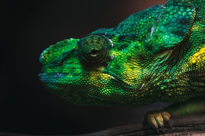 Meller's Chameleon product image (1)
