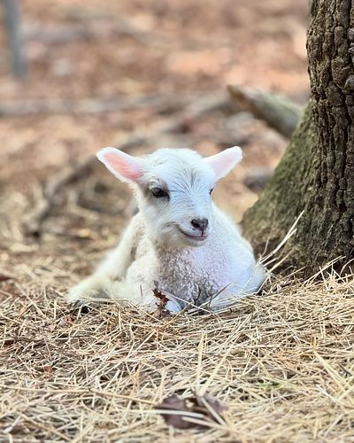 Speaking of northern lights, the stars aligned and this little Finn ram was born last night under the swirling colors of the ...