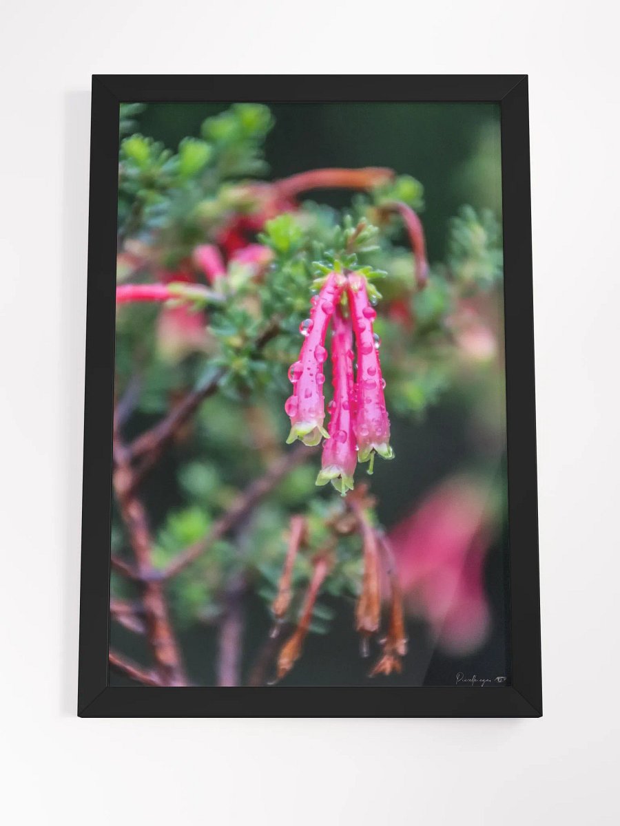 Print Fine Art - Velvet Ember 🌿 product image (7)