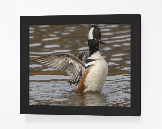 Displaying Hooded Merganser product image (33)