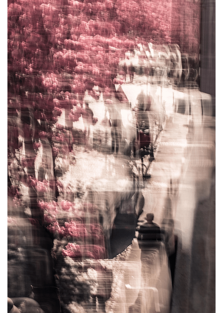 A Stroll under the Cherry trees - Print product image (1)