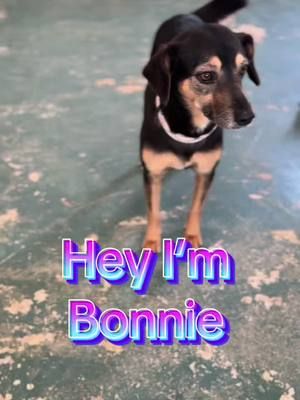 #adoptdontshop #bonniesearchesahome #rescuedogmexico #rescuedogcancun #rescueismyfavoritebreed #rescatarperritoscancun #islaanimalsrescue 