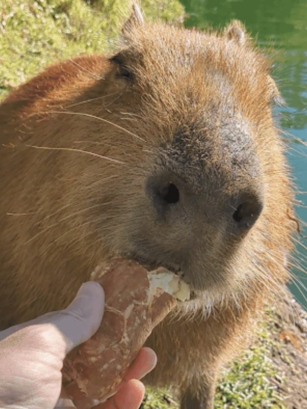 Feed A Capybara product image (1)