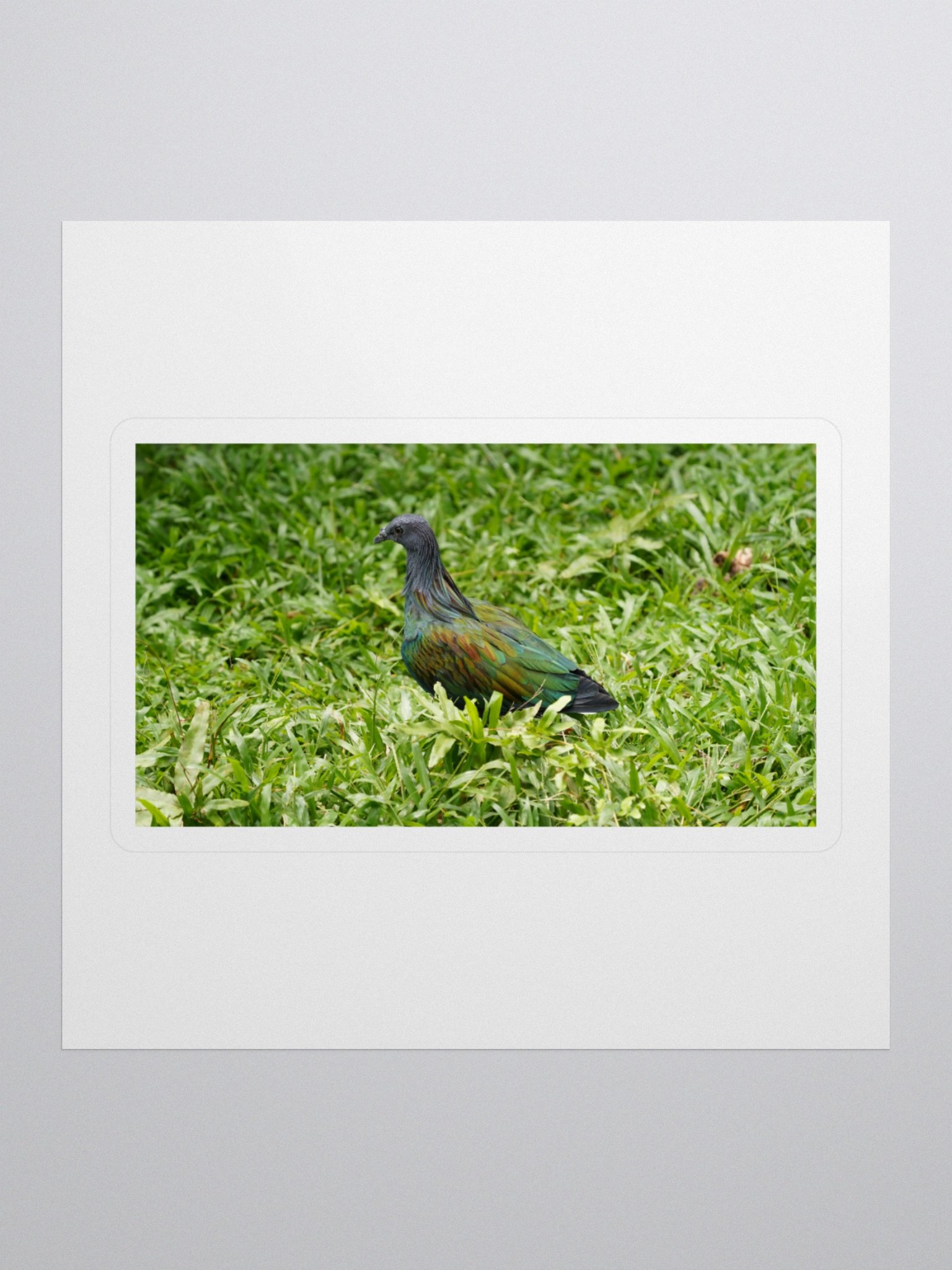 Iridescent Nicobar Pigeon Kiss Cut Stickers product image (1)