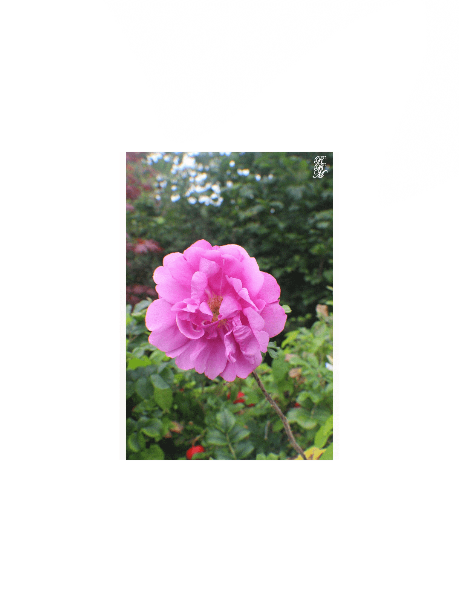 A Single Pink Flower product image (2)