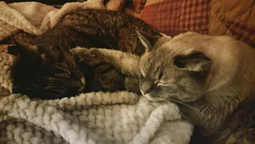 Here's some cats for your feed. 🤷‍♂️ #cats #catlover