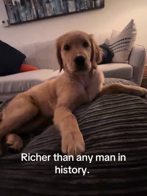 When I tell you I am the luckiest man on earth I truly mean it #trending #fypシ #puppy #fyp  @Carrot the Golden 🥕✨ 